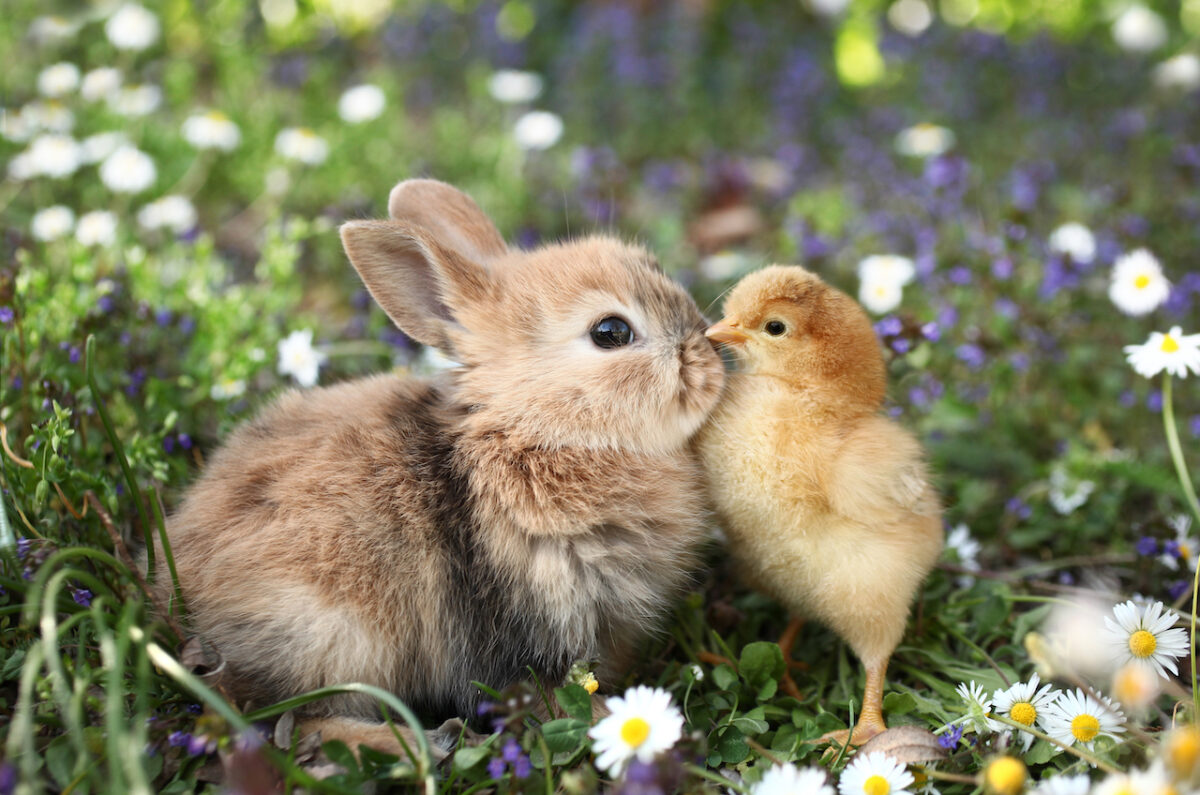 The kids will love Hilton London Bankside's bunny and chick petting zoo in partnership with Living Thing