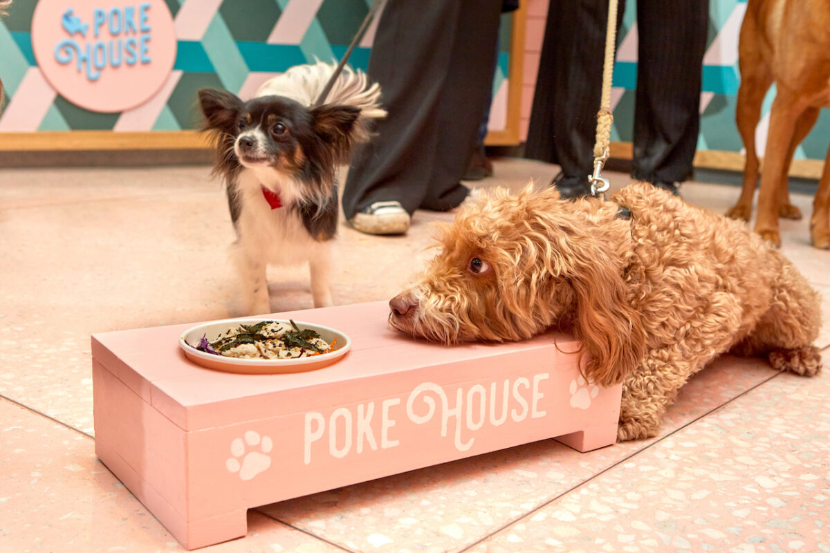 Literally in the dog house with Poke House's new Bottomless Brunch for Dogs!