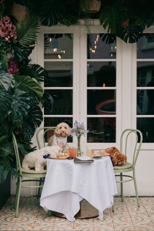 Celebrate International Dog Day on the 26th August at Los Mochis