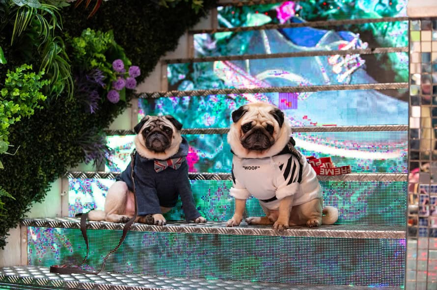 The Luxe List March 2019 - London Dog Week at M Restaurants