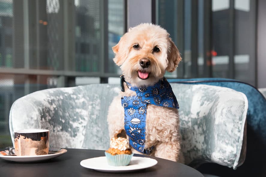 The Luxe List July 2019 - Savage Garden’s Bottomless Brunch for Dogs (Photo Credit: Rachel Oates)