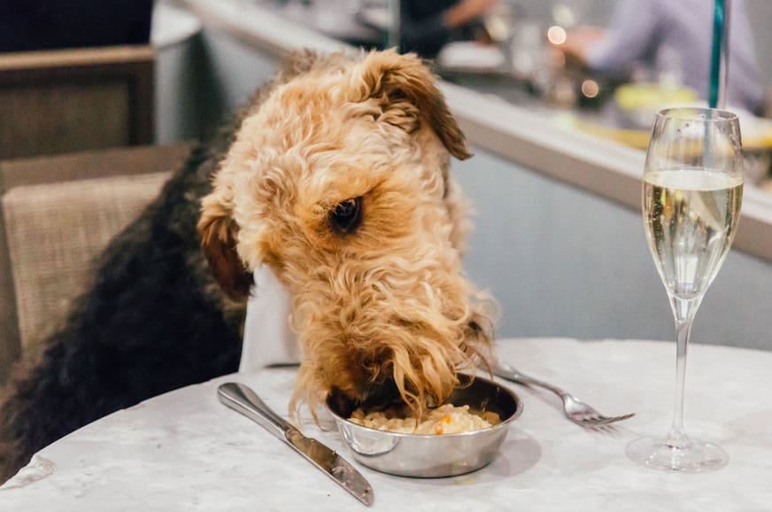 The Luxe List February 2020: Doggy Dating for Valentine’s Day at M Restaurant
