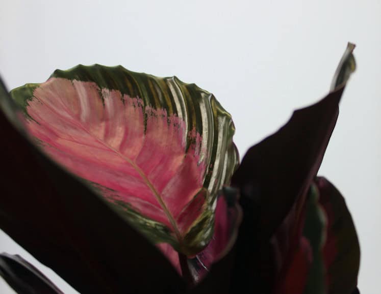 The Coolest Gift Guide Around For Mother's Day: Quirky Houseplants from Root - Calathea Crimson 