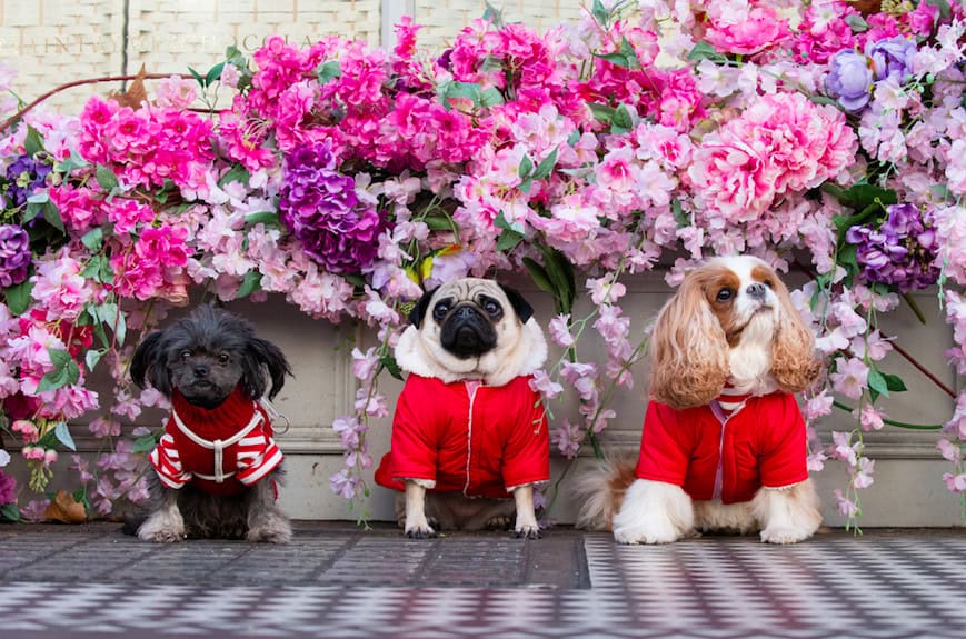 The Luxe List March 2020: London Dog Week with Kiehls