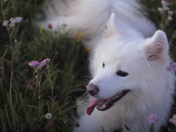 Paws For a Minute... With The First Ever Dog Meditation Video From SpareRoom