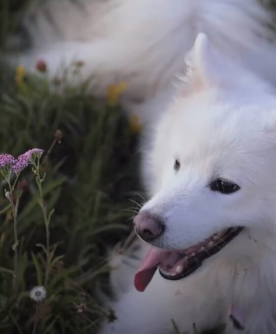 Paws For a Minute... With The First Ever Dog Meditation Video From SpareRoom