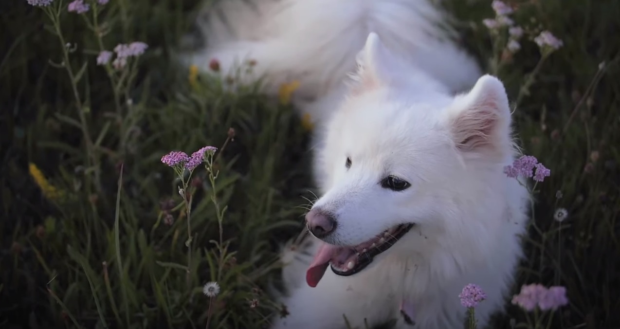 Paws For a Minute... With The First Ever Dog Meditation Video From SpareRoom