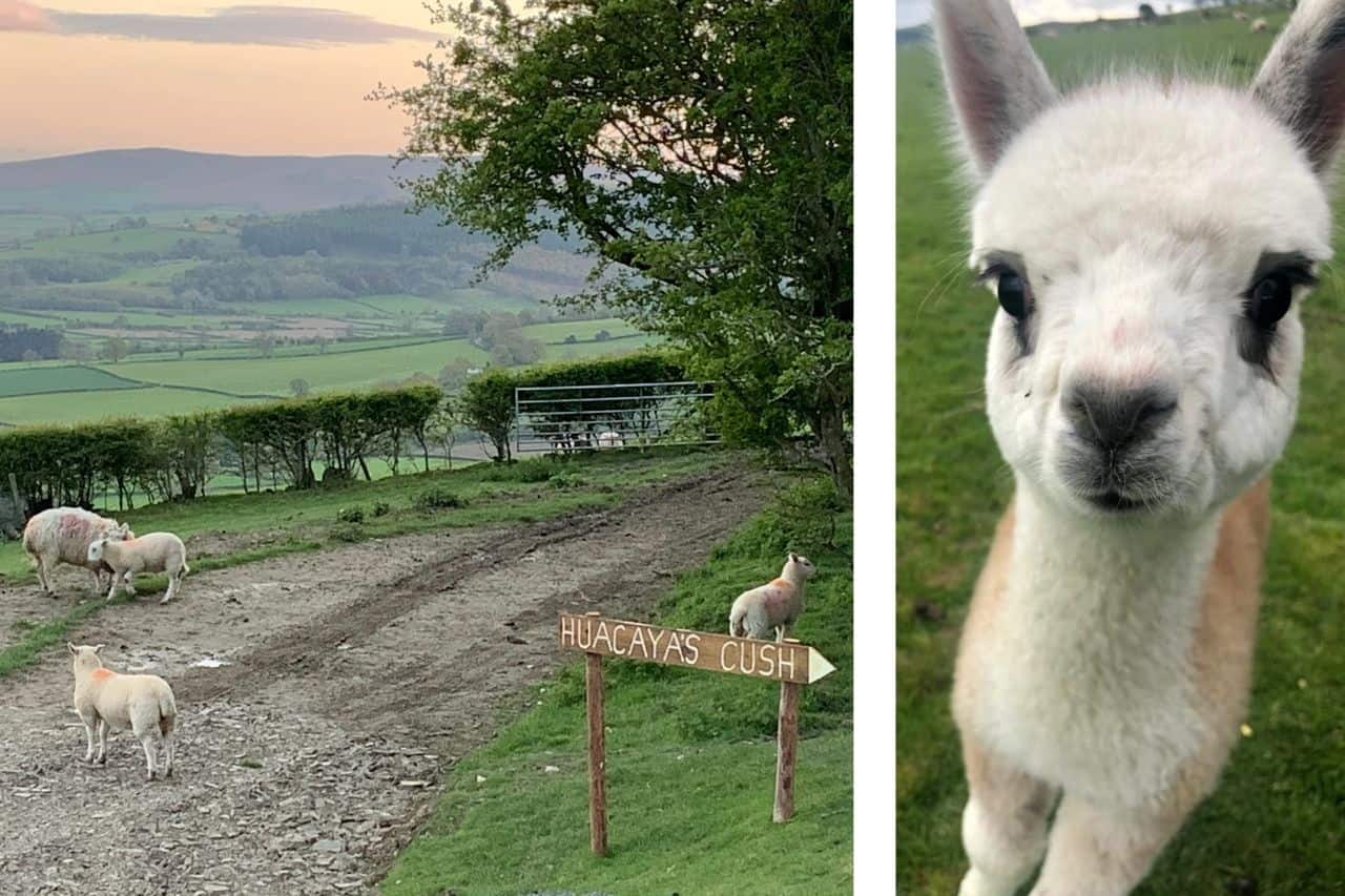 The sheep and alpacas are your only neighbours at the luxurious Huacayas Cush at Fostings Farm, Presteigne, Wales