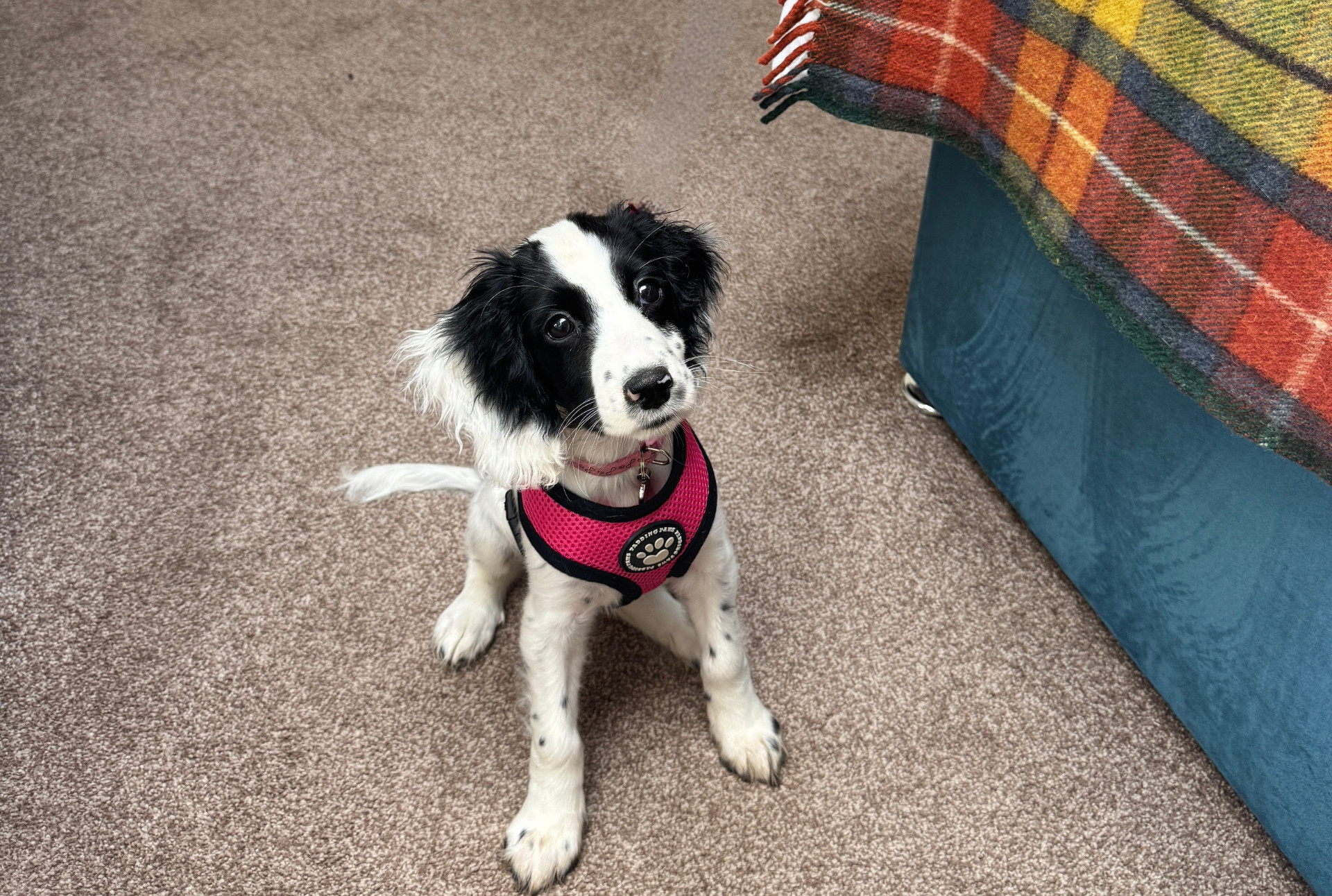 Rosie enjoying her first holiday at Netherby Hall's luxury dog-friendly cottages