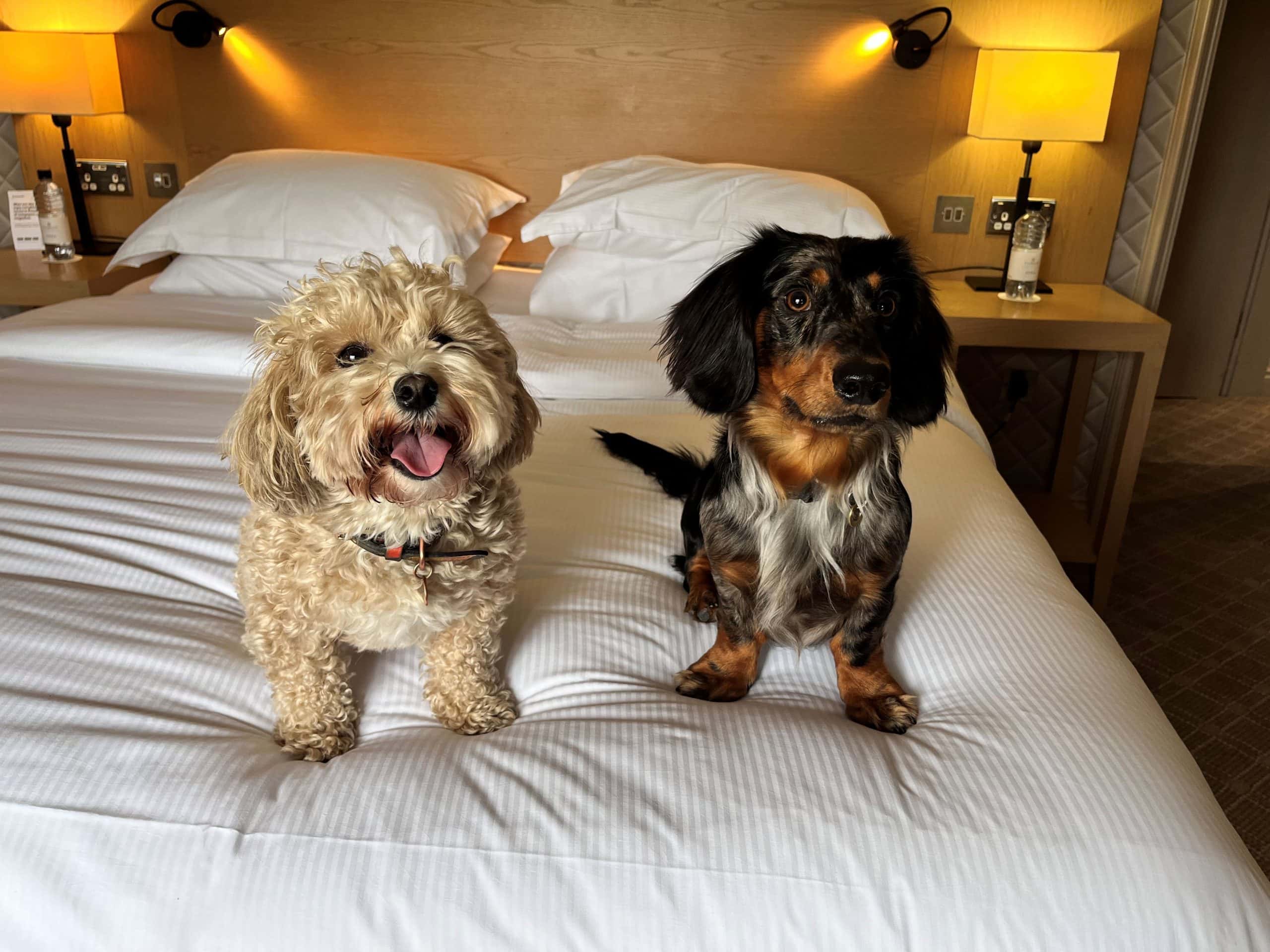 Celebrate National Dog Day on 26th August! 