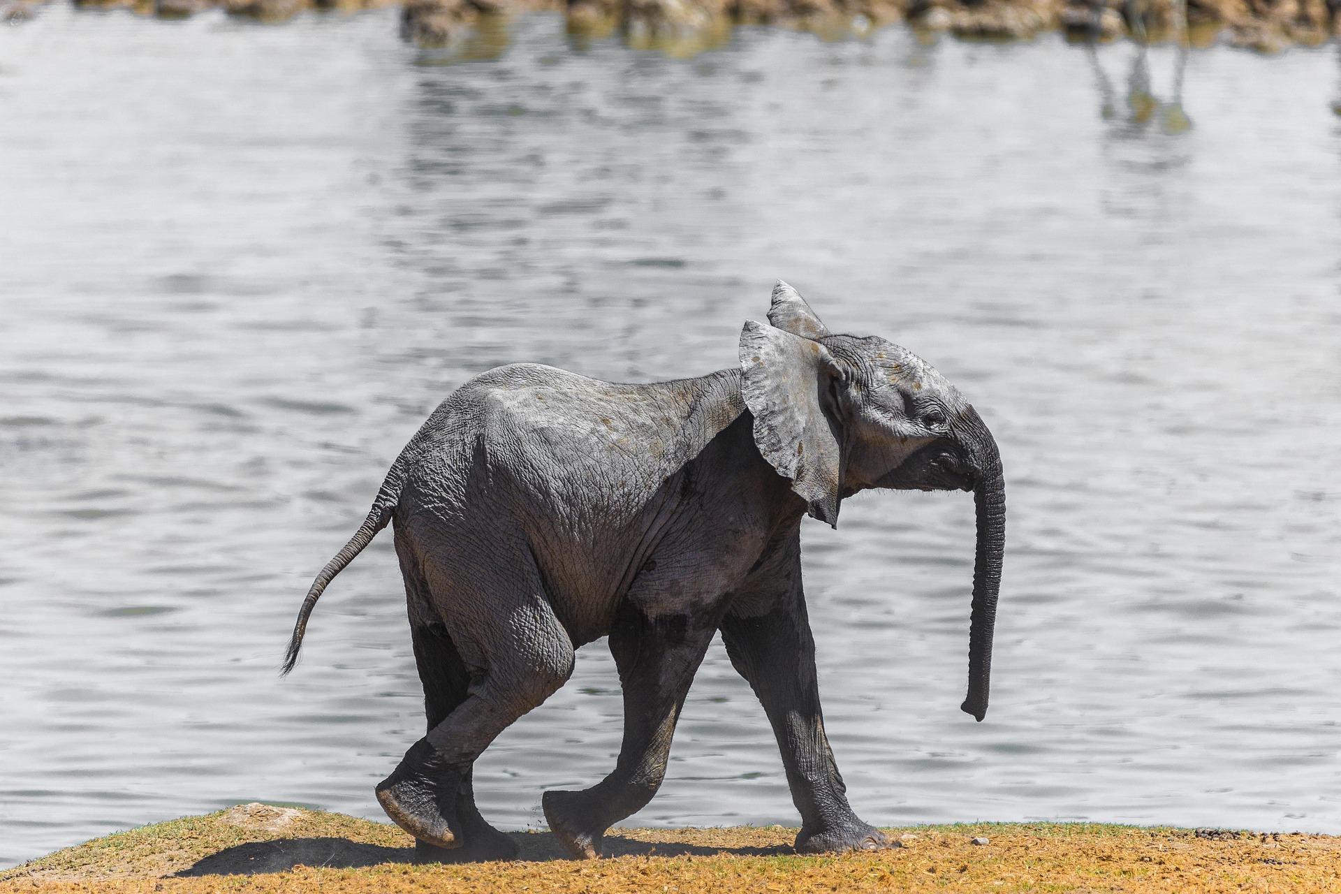 A South African adventure awaits complete with elephants, lions and leopards